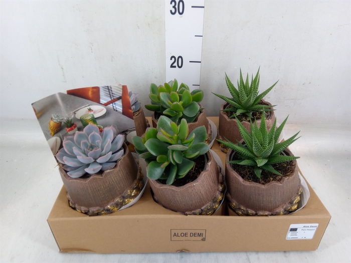 <h4>Arr.  Succulents L%</h4>
