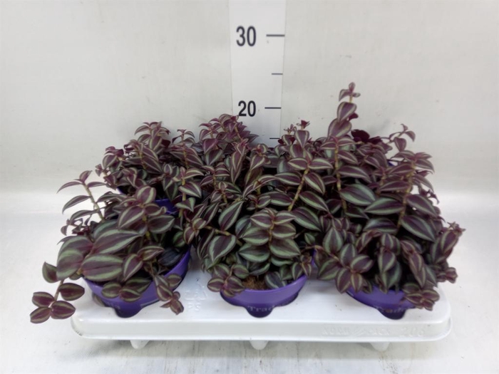 <h4>Tradescantia   ...</h4>
