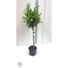 Olea Europaea