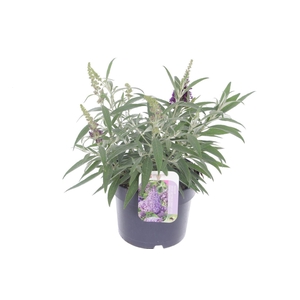 Buddleja Butterfly Candy Lila Sweetheart