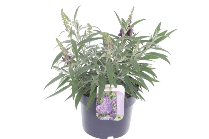 <h4>Buddleja Butterfly Candy Lila Sweetheart</h4>