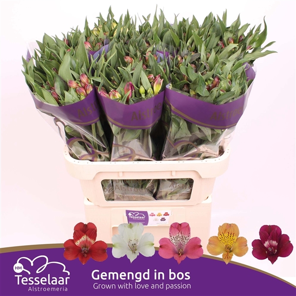 <h4>ALSTR GEM IN BOS</h4>