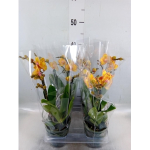 Phalaenopsis multi. 'Limpopo'