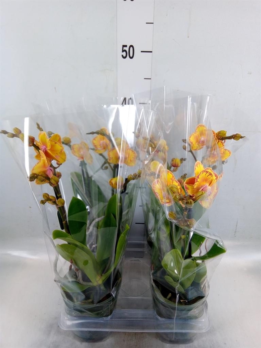 <h4>Phalaenopsis multi. 'Limpopo'</h4>