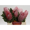 Protea Cynaroides