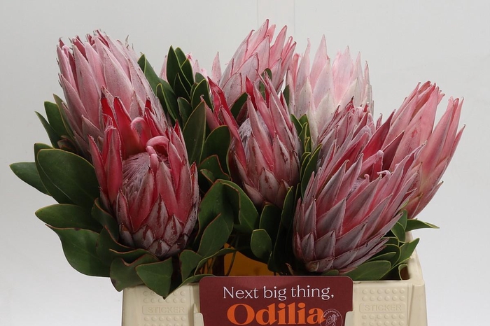 <h4>Protea Cynaroides</h4>