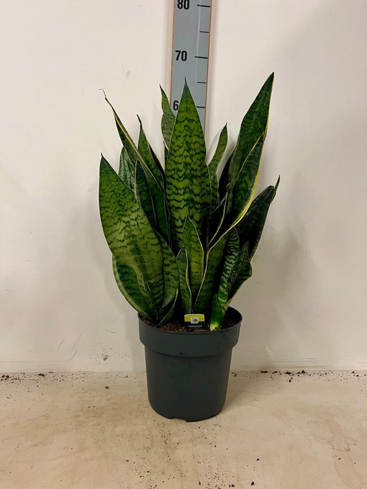 <h4>SANSEV HAHNII</h4>