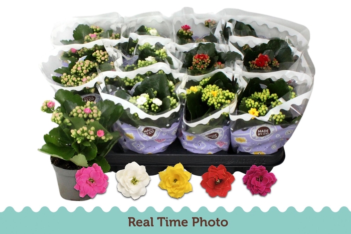 <h4>KAL GE GEM 5 KL</h4>