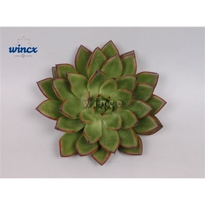 Echeveria Agavoides Belga Cutflower