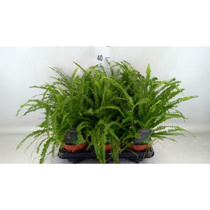 Nephrolepis cord. 'Duffii'