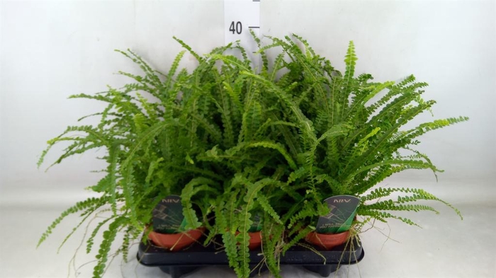 <h4>Nephrolepis cord. 'Duffii'</h4>