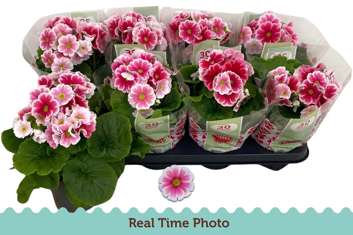 <h4>PRIM OB TM RED WHITE</h4>