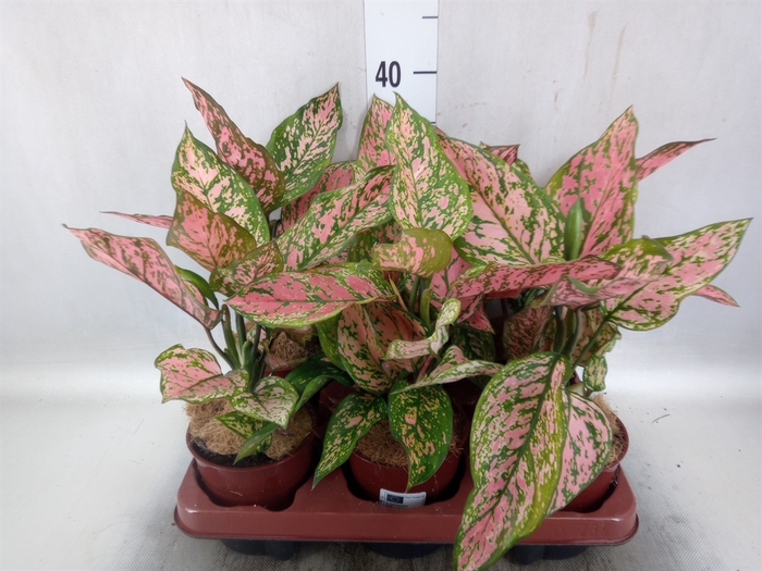 Aglaonema   ...