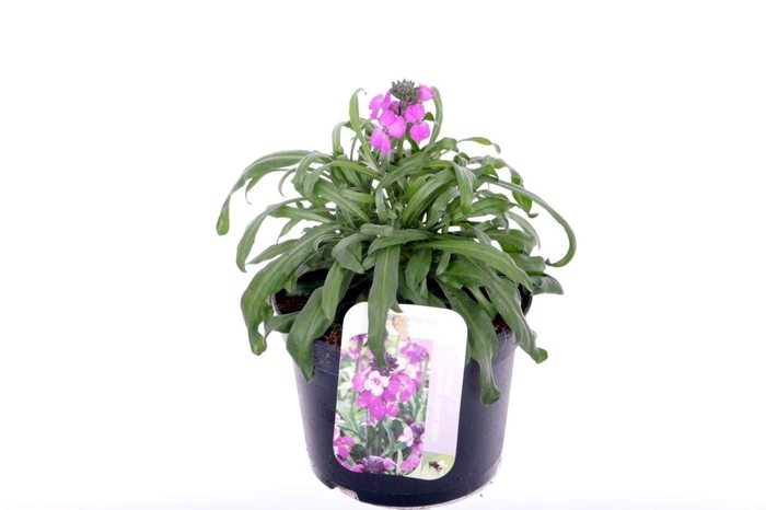 <h4>Erysimum linifolium Bowles Mauve</h4>