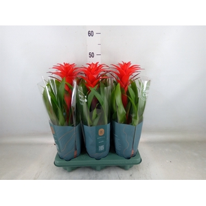 Guzmania  'Calypso'