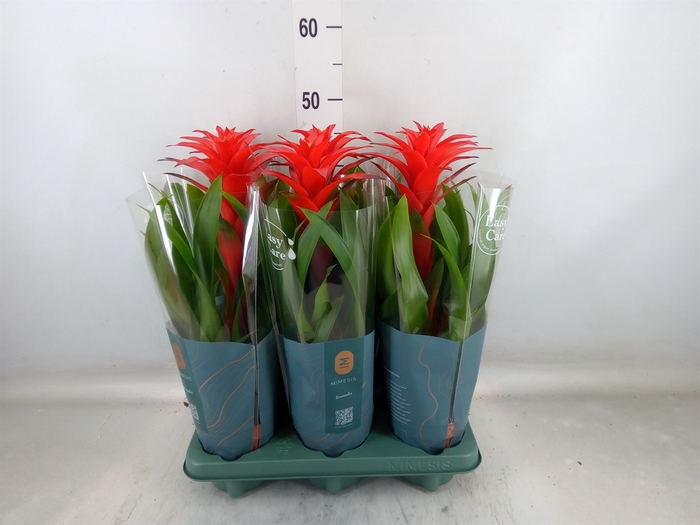<h4>Guzmania  'Calypso'</h4>