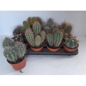Cactus Mix (Cites) 12Ø 25cm