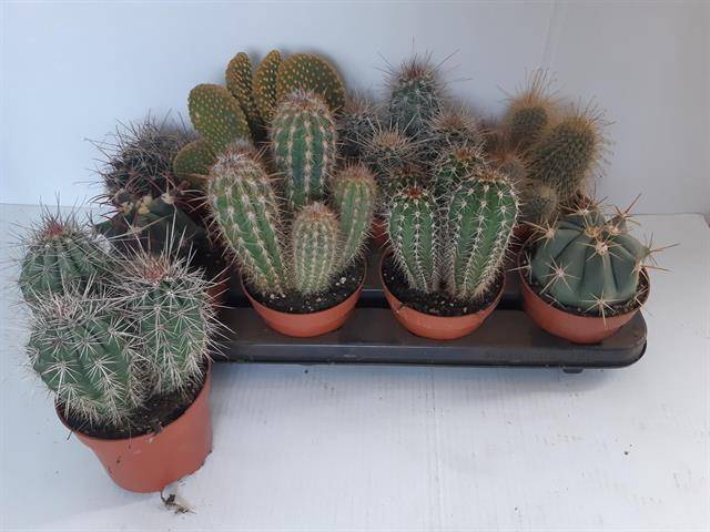 Cactus Mix (Cites) 12Ø 25cm