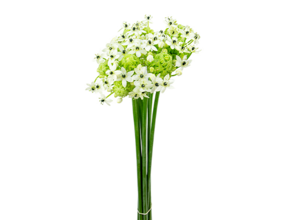 ORNITHOGALUM SAUNDERSIAE 070 CM