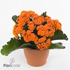 .Kalanchoe blossfeldiana gevuld perfecta orange