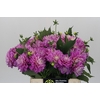 Dahlia Purple Onesta