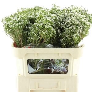 Chame Un Pearl Butto