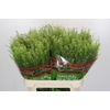 Lepidium Green Dragon