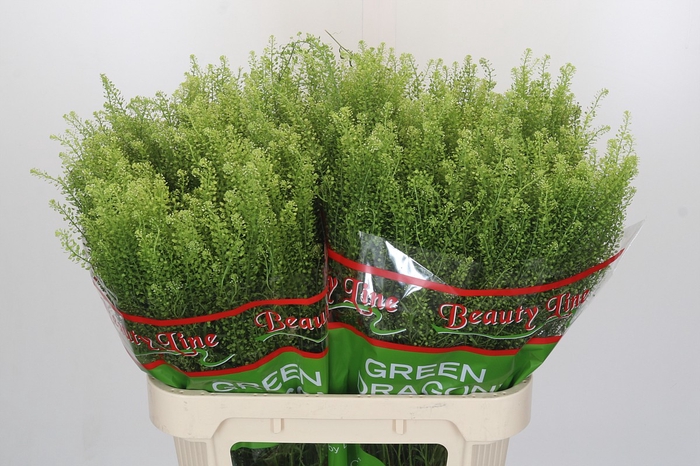 Lepidium Green Dragon