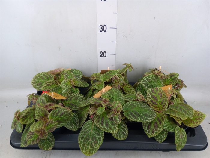 <h4>Episcia   ...</h4>
