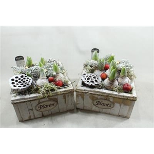 1170 Vk Xxl Hya Plants