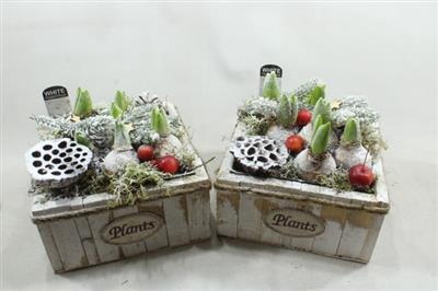 <h4>1170 Vk Xxl Hya Plants</h4>