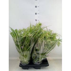 Chlorophytum com. 'Variegatum'