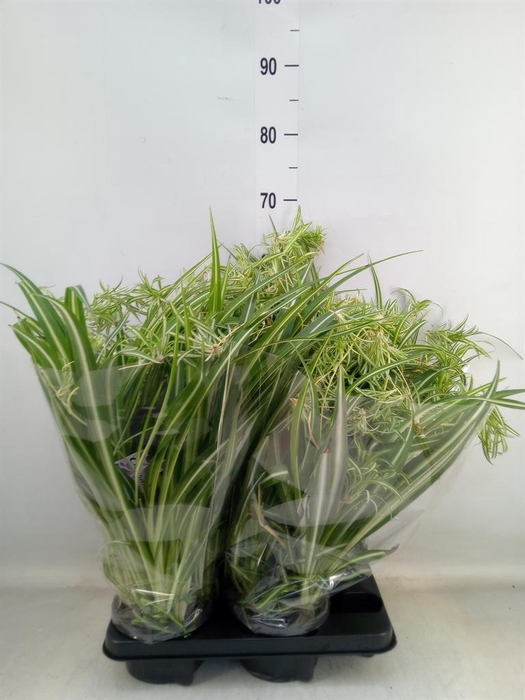 <h4>Chlorophytum com. 'Variegatum'</h4>