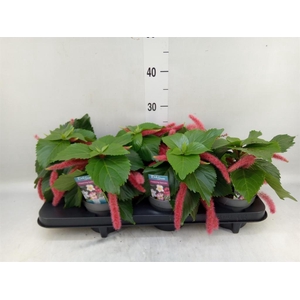 Acalypha hispida