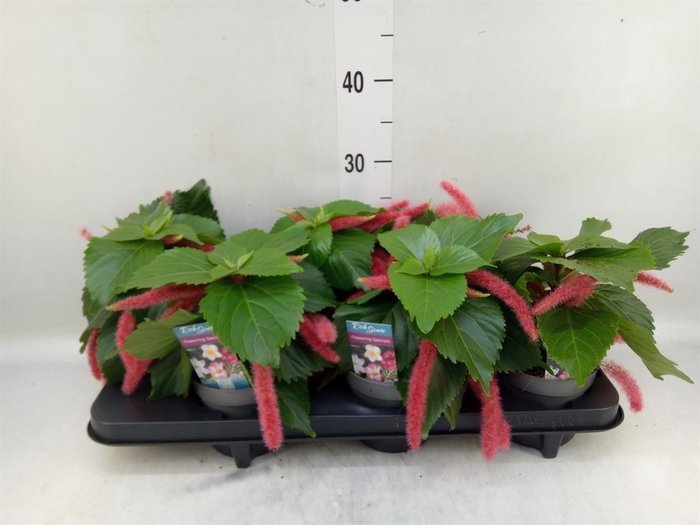 <h4>Acalypha hispida</h4>