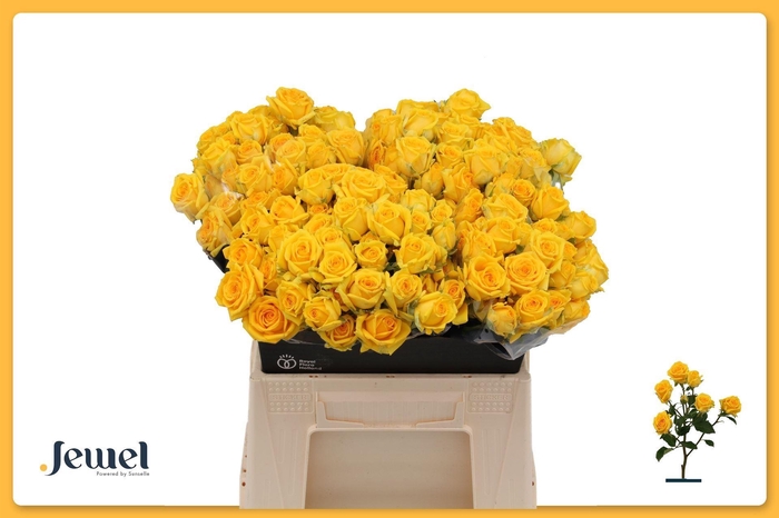 <h4>ROSA TR 'TARANTELLA'</h4>