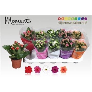 KALAN CALAN MIX MOMENTS P10.5