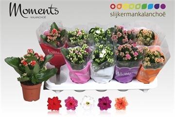 <h4>KALAN CALAN MIX MOMENTS P10.5</h4>