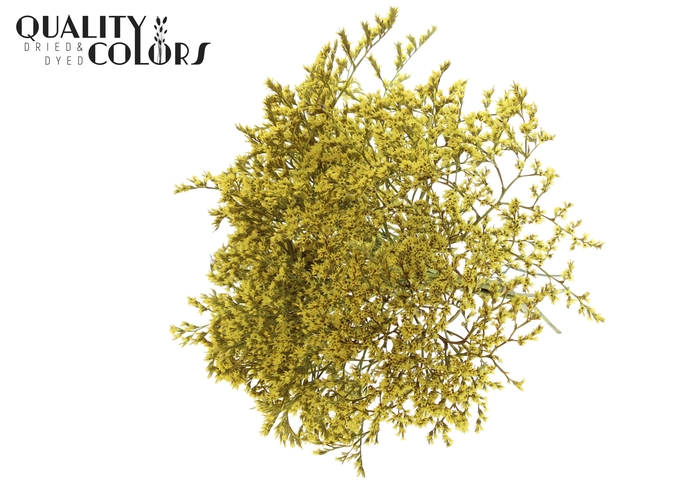 <h4>Limonium Tataricum per bunch Yellow</h4>