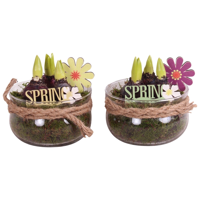 <h4>Bulbs Arr. Hyacint Glass Bowl with Rope Ø16cm 3PP</h4>