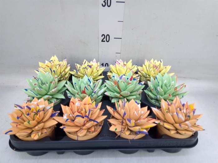 <h4>Echeveria 'Miranda'</h4>