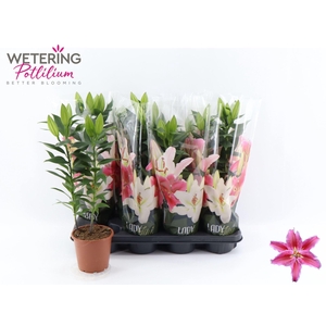 Lilium Ori. Grp Sunny Martinique