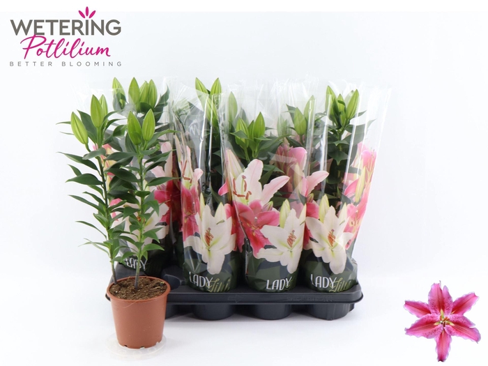 <h4>Lilium Ori. Grp Sunny Martinique</h4>