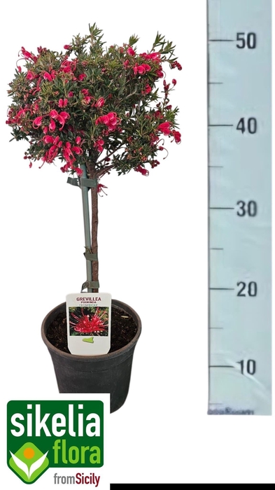 <h4>GREV ROBUSTA</h4>