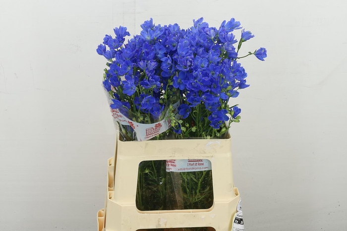 <h4>Delph En Fashion Blu</h4>