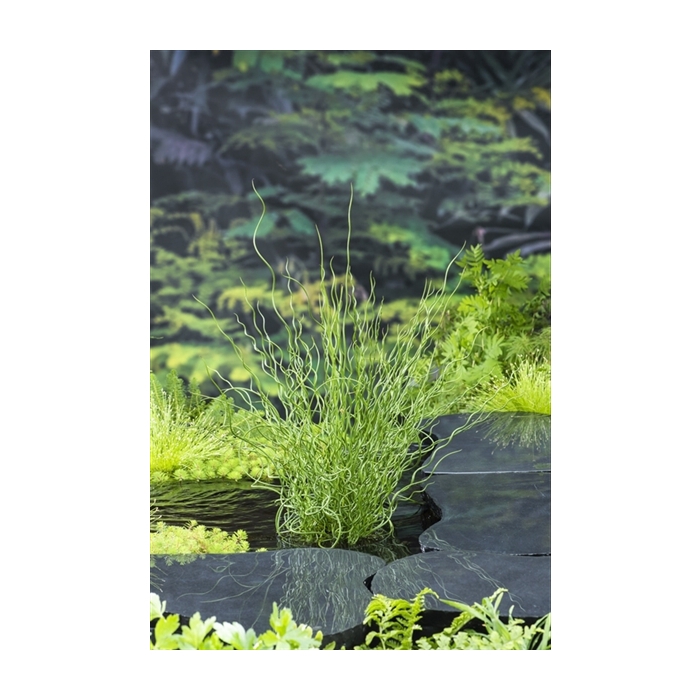 <h4>Juncus effusus 'Spiralis' (18x18)</h4>