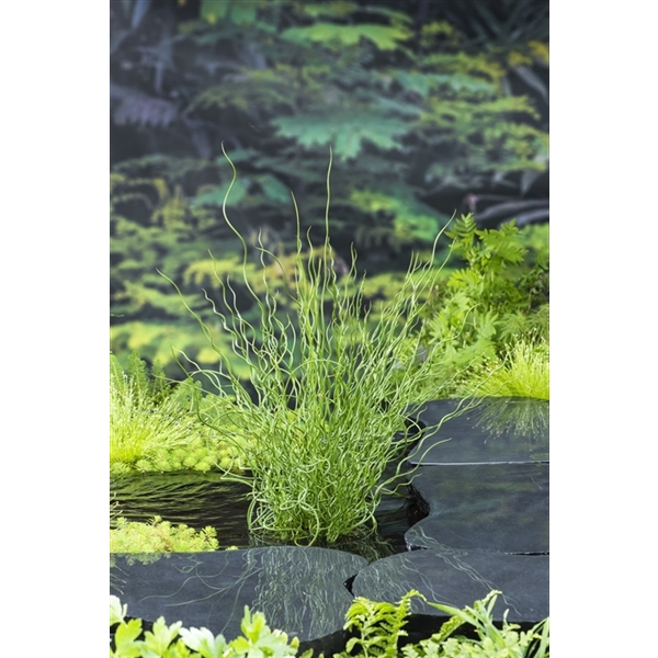 Juncus effusus 'Spiralis' (18x18)
