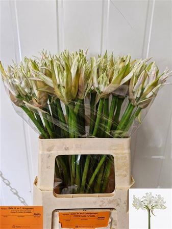 <h4>Ne Bo White Tiger</h4>