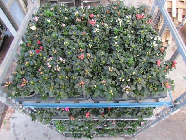 <h4>RHODO SI VOGEL GEM</h4>