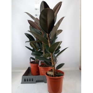Ficus elastica 'Abidjan'